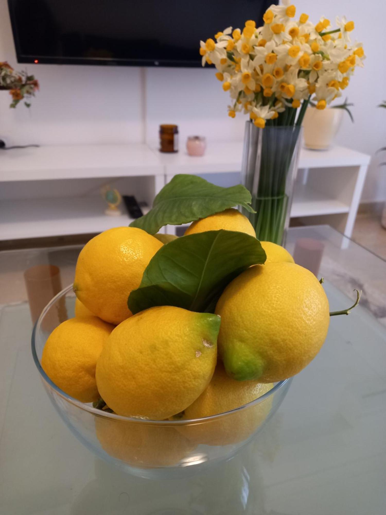 Citrus Dream