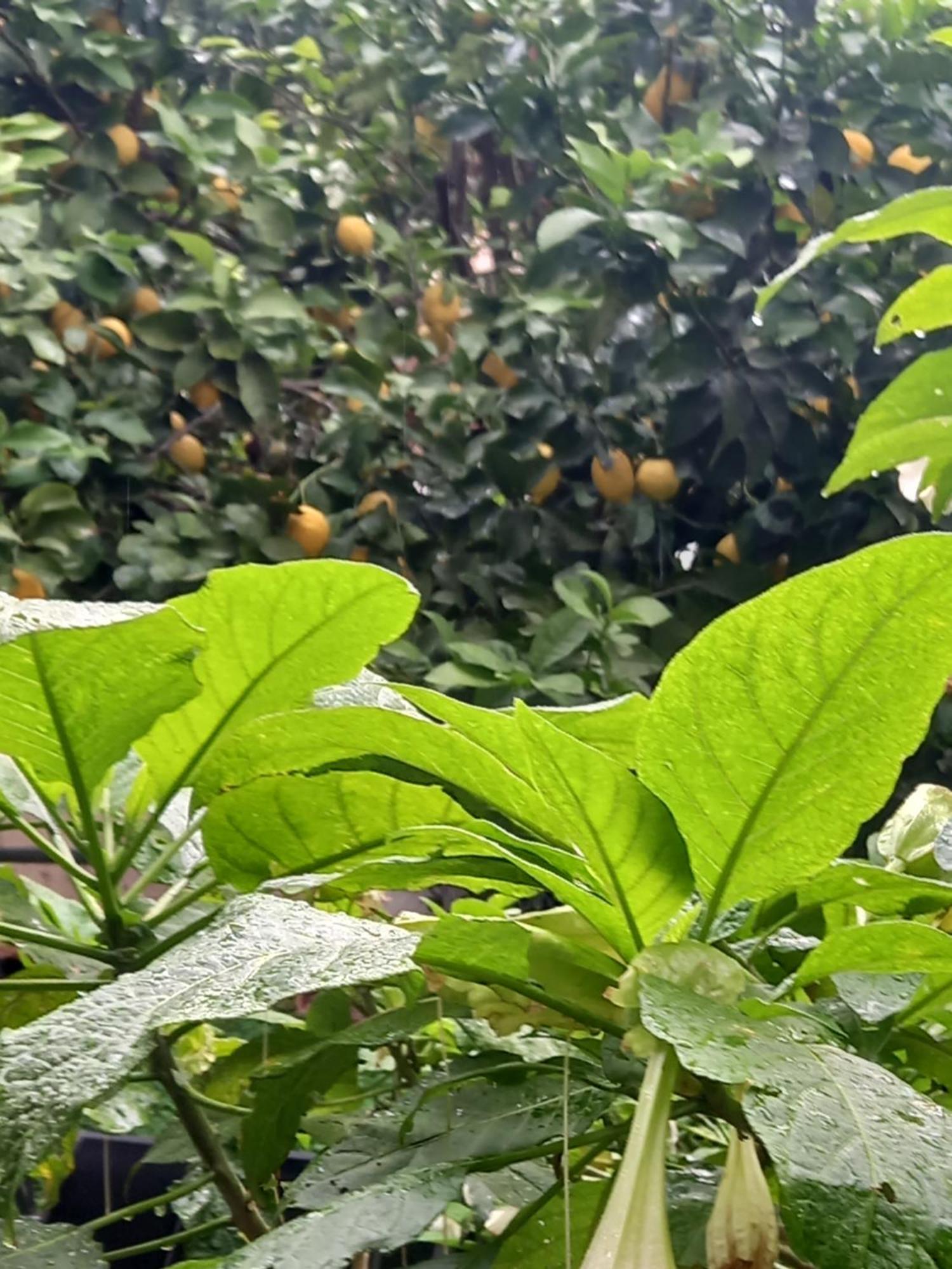 Apartament Citrus Dream
