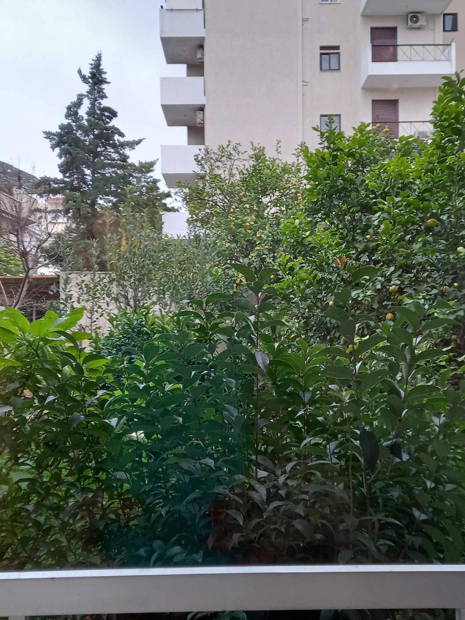 Apartament Citrus Dream *
